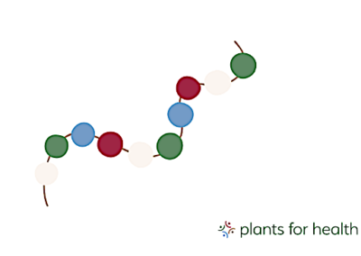Plant-Based vs. Animal Protein: Which Is Better for Muscle Growth? 