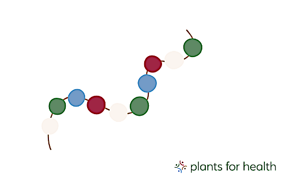 Protein and muscle growth